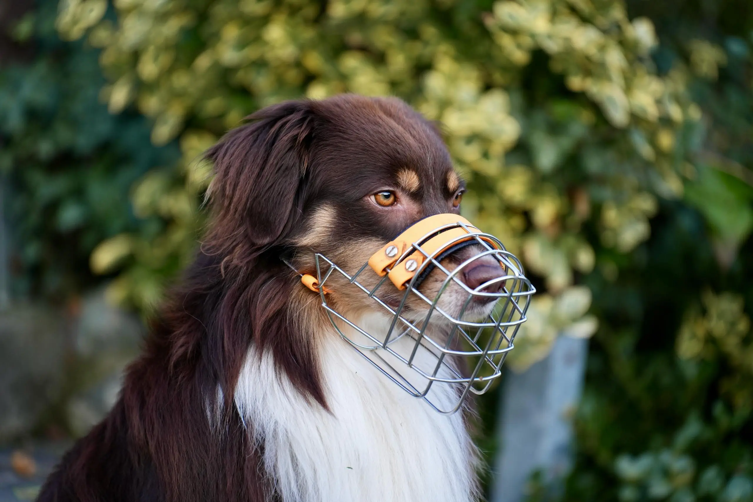Hund mit individuell angepasstem Maulkorb