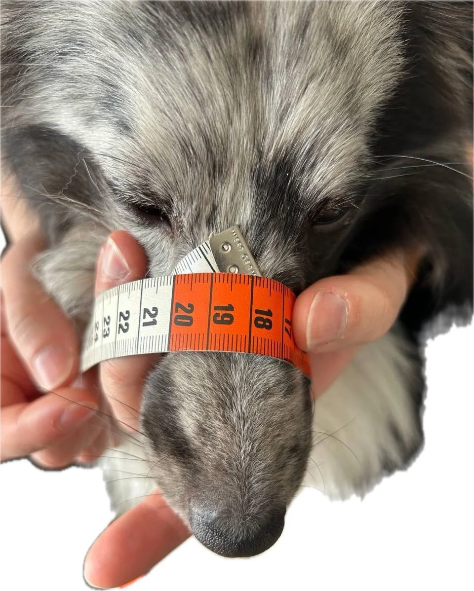Maulkorb Maßanleitung: Schnauzenumfang mit Maßband an der breitesten Stelle messen
