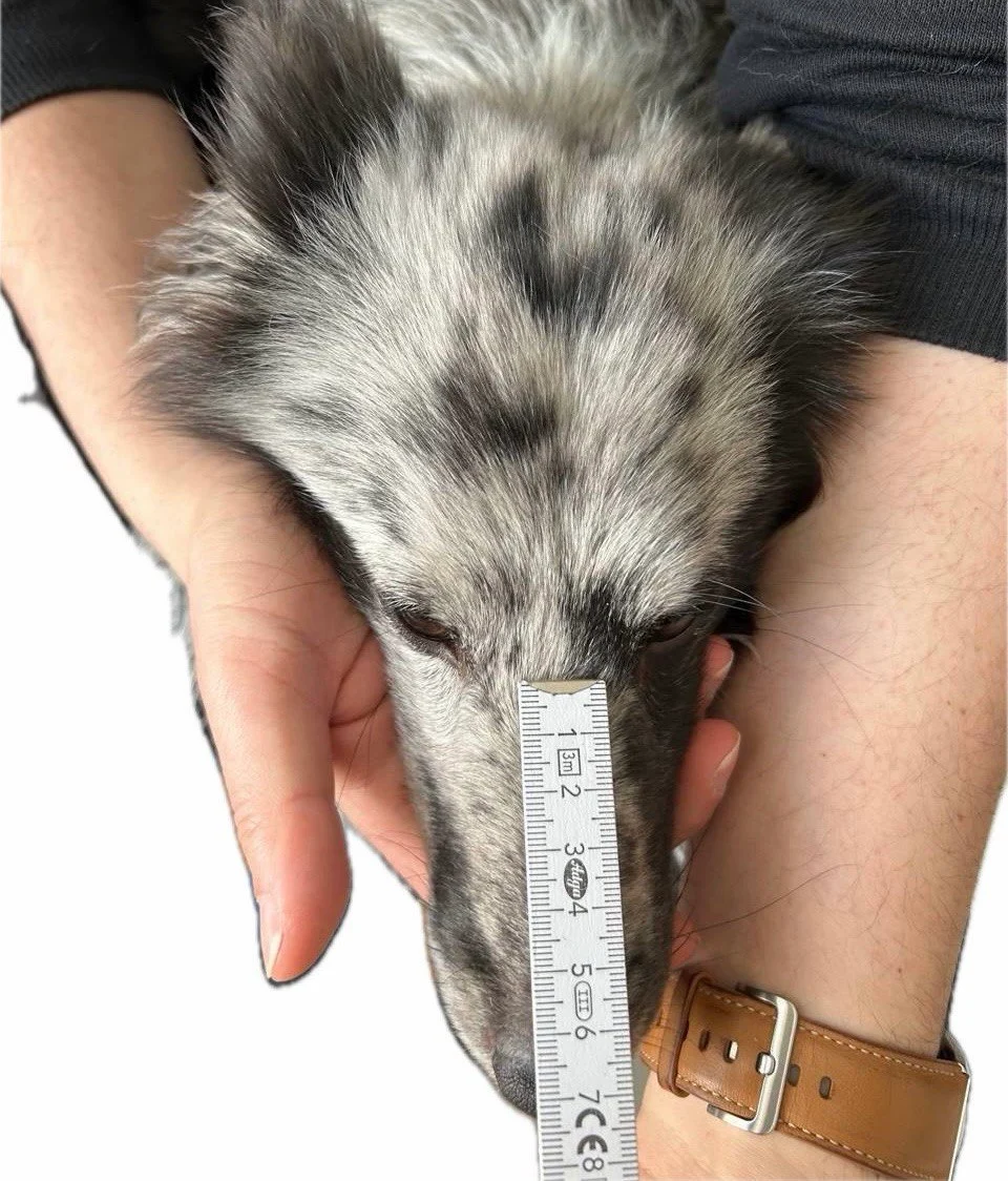 Maulkorb Maßanleitung: Schnauzenlänge vom Augenansatz bis zur Nasenspitze richtig messen