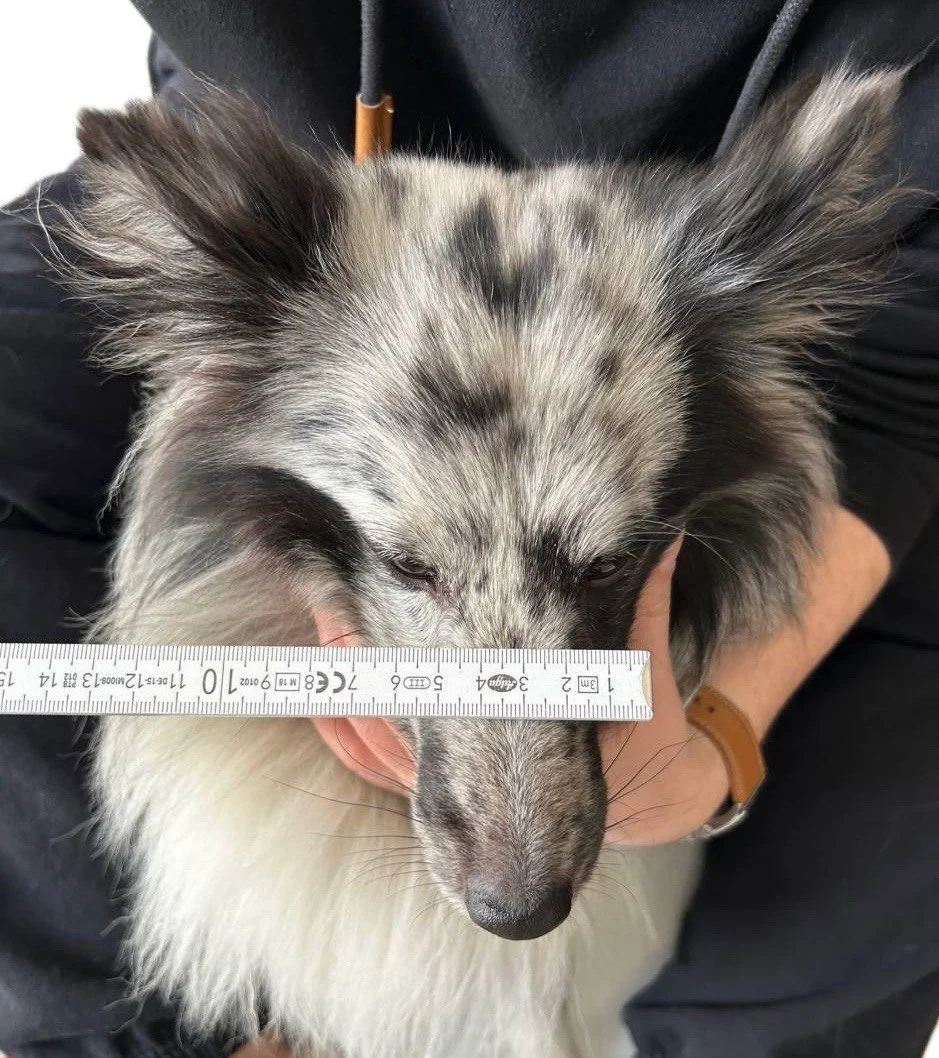 Maulkorb Maßanleitung: Schnauzenbreite unterhalb der Augen korrekt messen